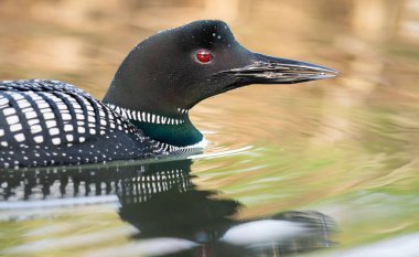Kanadalı dalgıç kuşu baharda