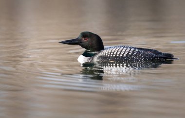Kanadalı dalgıç kuşu baharda