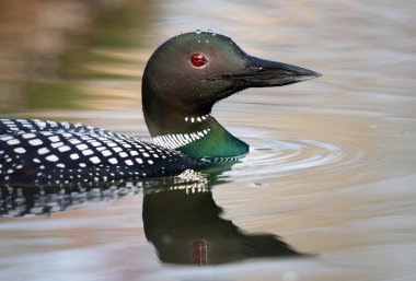 Kanadalı dalgıç kuşu baharda