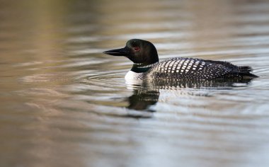Kanadalı dalgıç kuşu baharda