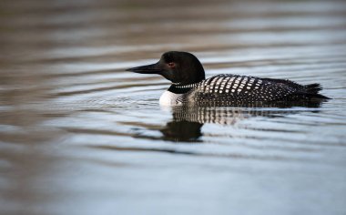 Kanadalı dalgıç kuşu baharda