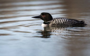 Kanadalı dalgıç kuşu baharda