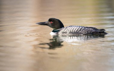 Kanadalı dalgıç kuşu baharda