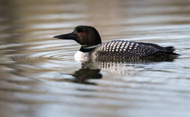 Kanadalı dalgıç kuşu baharda