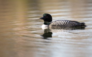 Kanadalı dalgıç kuşu baharda