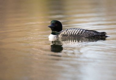 Kanadalı dalgıç kuşu baharda