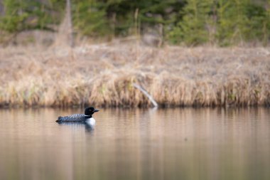 Kanadalı dalgıç kuşu baharda