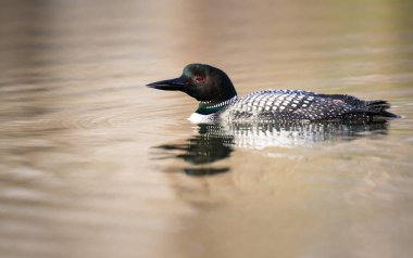 Kanadalı dalgıç kuşu baharda