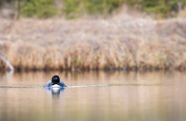 Kanadalı dalgıç kuşu baharda