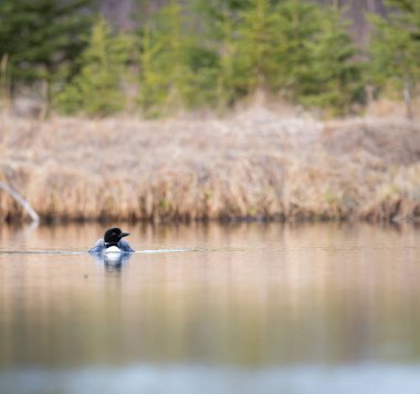 Kanadalı dalgıç kuşu baharda