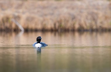 Kanadalı dalgıç kuşu baharda