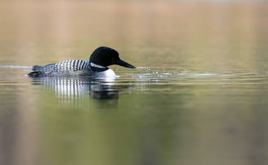 Kanadalı dalgıç kuşu baharda