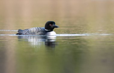 Kanadalı dalgıç kuşu baharda