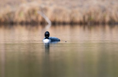 Kanadalı dalgıç kuşu baharda