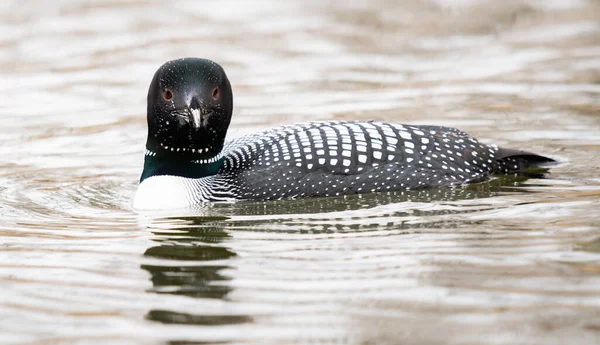 Kanadalı deli doğada