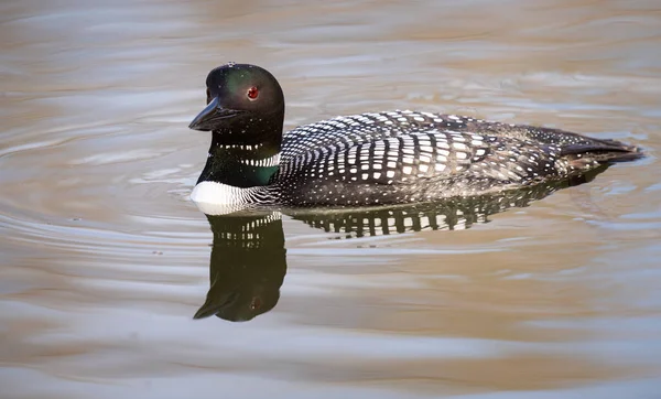 Canadian Loon Wild — Stock Photo, Image