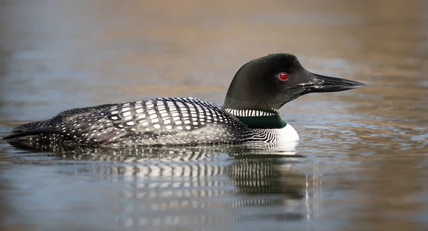 Kanadalı deli doğada