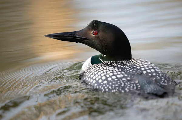 Kanadalı dalgıç kuşu baharda