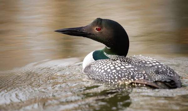 Kanadalı dalgıç kuşu baharda
