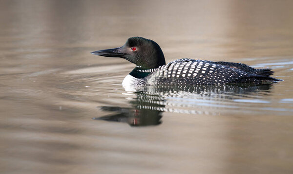 Canadian loon in the spring