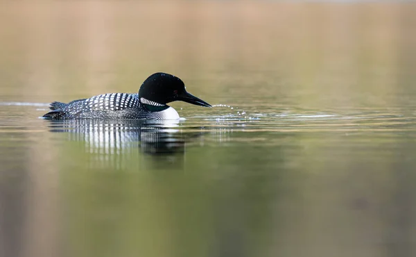 Loon Canadense Primavera — Fotografia de Stock