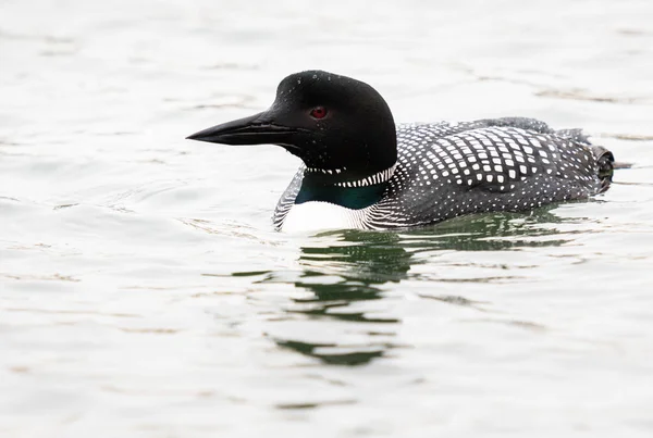 Canadian Loon Wild Stock Image