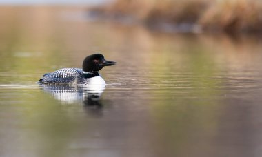 Kanadalı dalgıç kuşu baharda