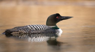 Kanadalı dalgıç kuşu baharda