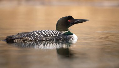 Kanadalı dalgıç kuşu baharda