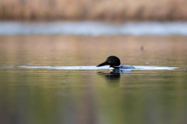 Kanadalı dalgıç kuşu baharda