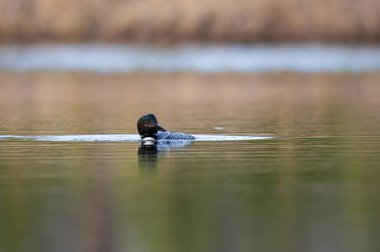 Kanadalı dalgıç kuşu baharda