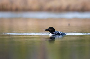 Kanadalı dalgıç kuşu baharda