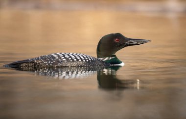 Kanadalı dalgıç kuşu baharda