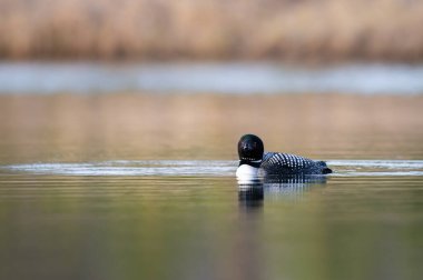Kanadalı dalgıç kuşu baharda