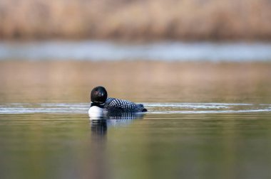 Kanadalı dalgıç kuşu baharda