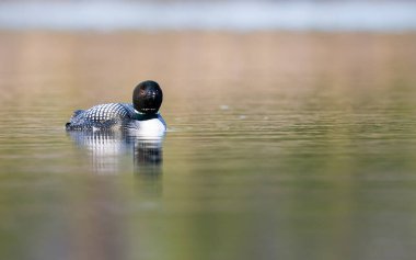 Kanadalı dalgıç kuşu baharda