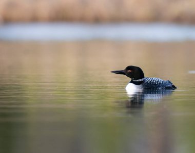 Kanadalı dalgıç kuşu baharda
