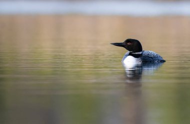 Kanadalı dalgıç kuşu baharda