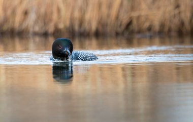Kanadalı dalgıç kuşu baharda