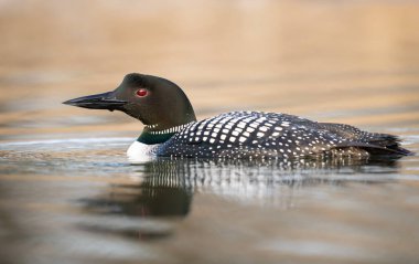 Kanadalı dalgıç kuşu baharda