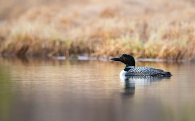 Kanadalı dalgıç kuşu baharda