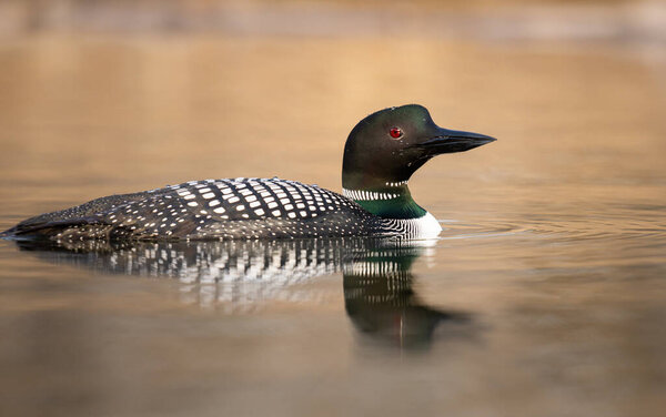 Canadian loon in the spring