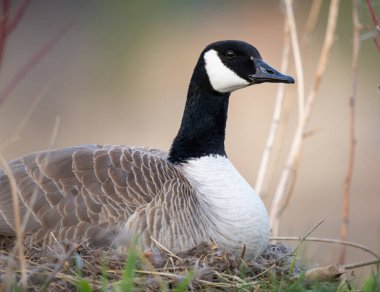 Kanada kazı yuvasında