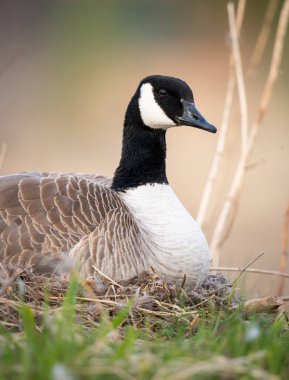 Kanada kazı yuvasında