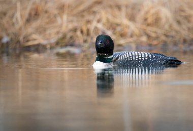 Kanadalı deli doğada