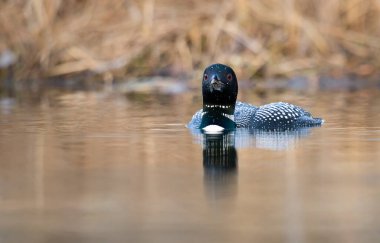 Kanadalı dalgıç kuşu baharda