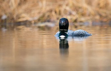 Kanadalı deli doğada