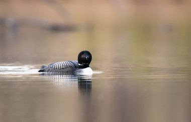 Kanadalı deli doğada