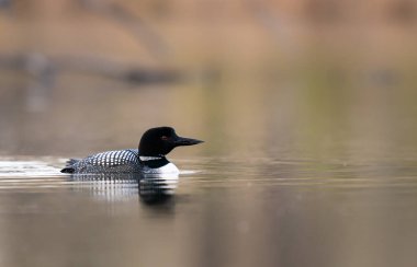 Kanadalı deli doğada