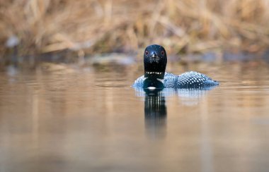 Kanadalı deli doğada